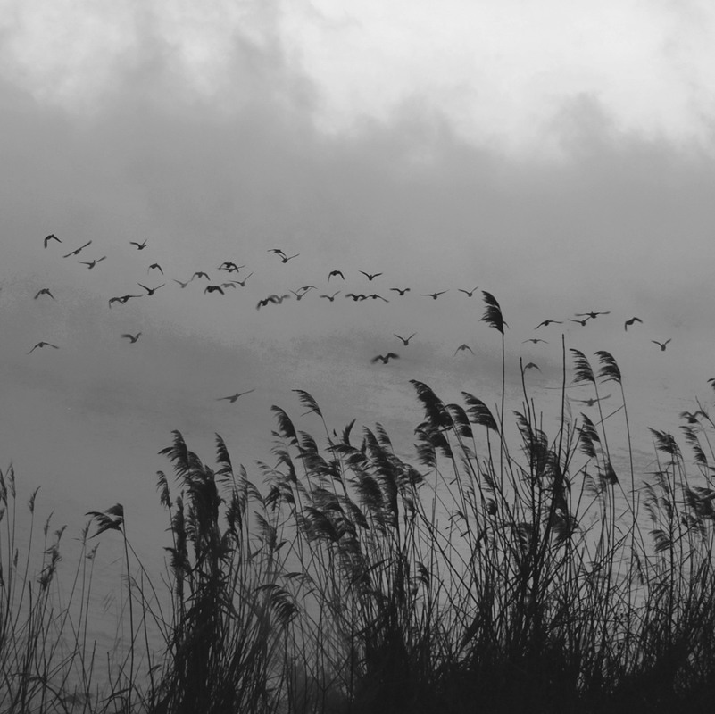 Фотографія *** / Сергій Б / photographers.ua