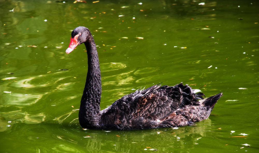 Фотографія Black Swan / Наталья Фриккель / photographers.ua