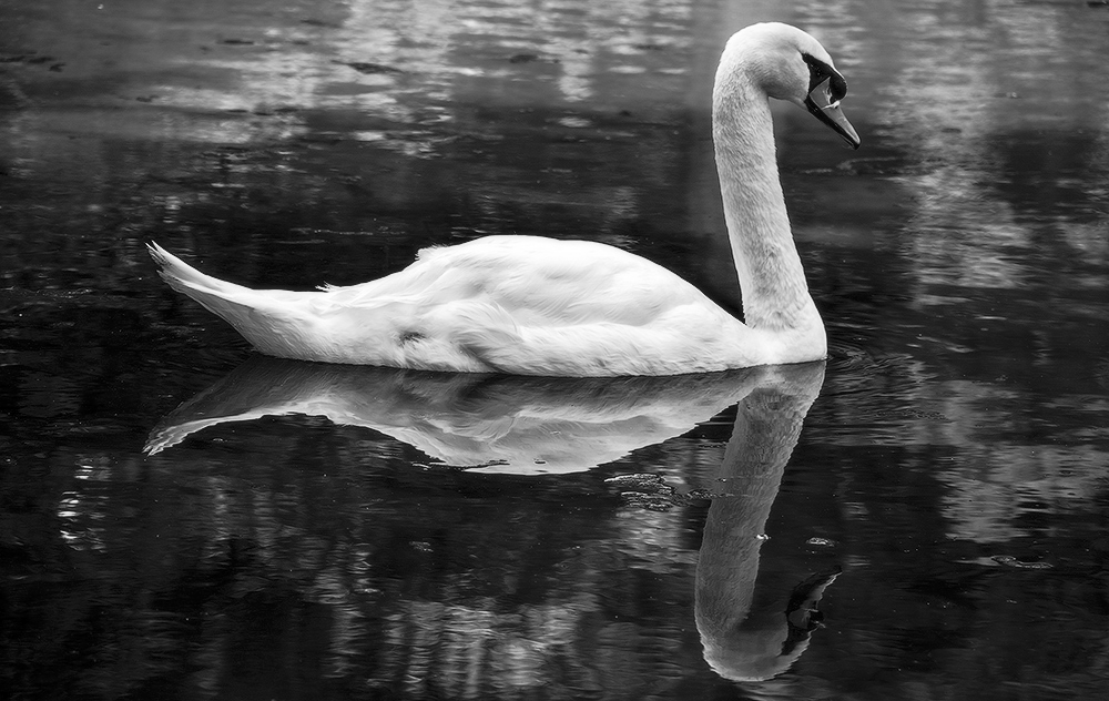 Фотографія Лебединое озеро / Наталья Фриккель / photographers.ua