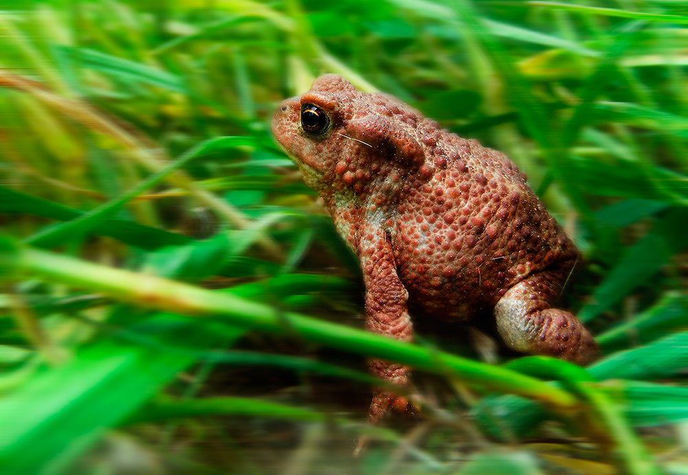 Фотографія Царевна - лягушка / Ксюшка / photographers.ua