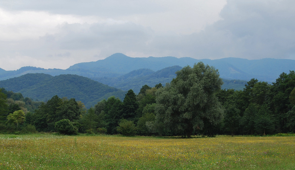 Фотографія Галявинка 2 / Максим Нечай / photographers.ua