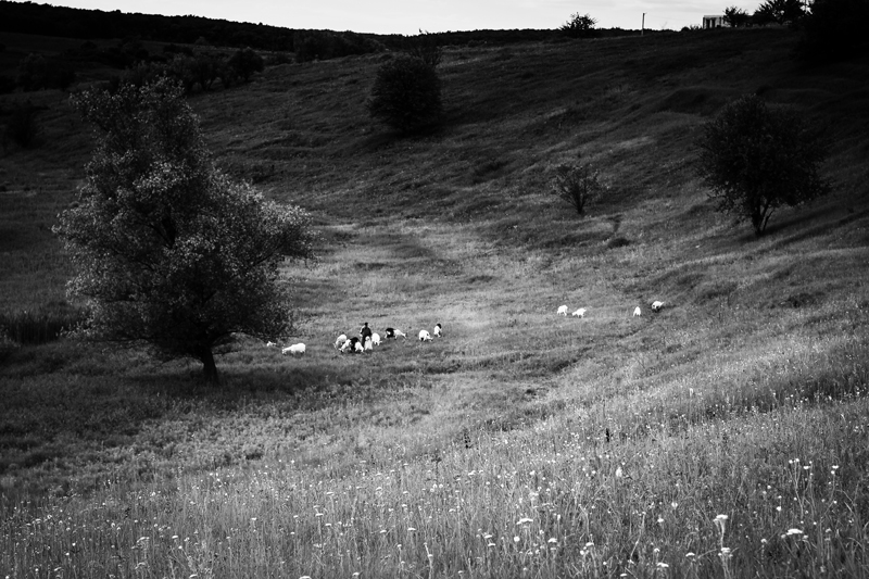 Фотографія Пейзаж з козами / Оксана Єфіменко / photographers.ua