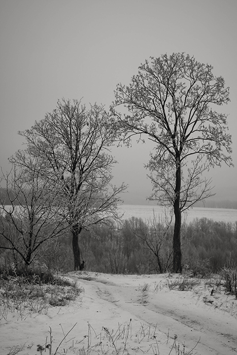 Фотографія Два дерева / Оксана Єфіменко / photographers.ua
