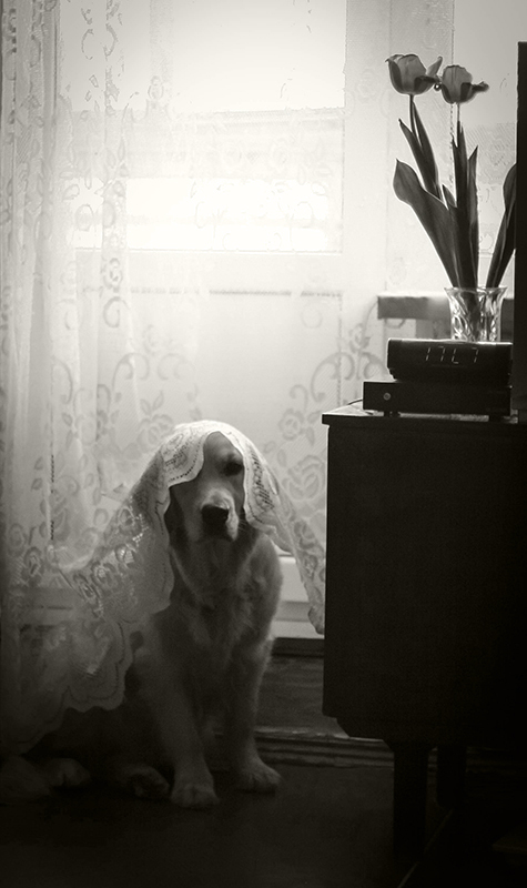 Фотографія Собака Намі ховається від пилососа. / Оксана Єфіменко / photographers.ua