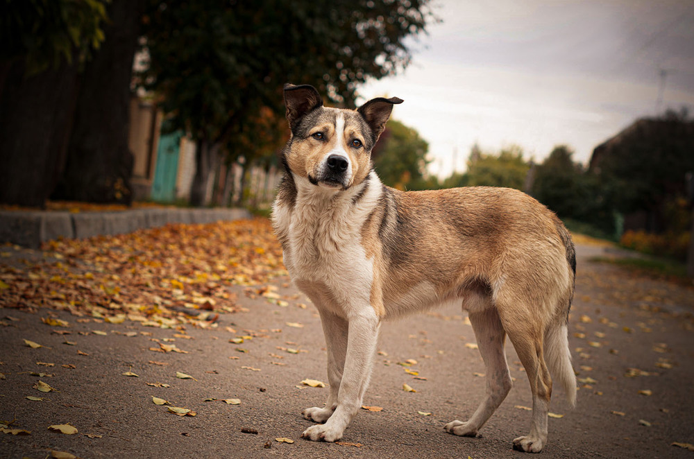 Фотографія Покинутий собака на вулиці / Олександр Дорохов / photographers.ua