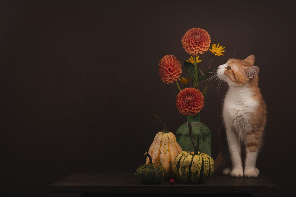 Фотографія Котик з квітами та гарбузами / Олександр Дорохов / photographers.ua