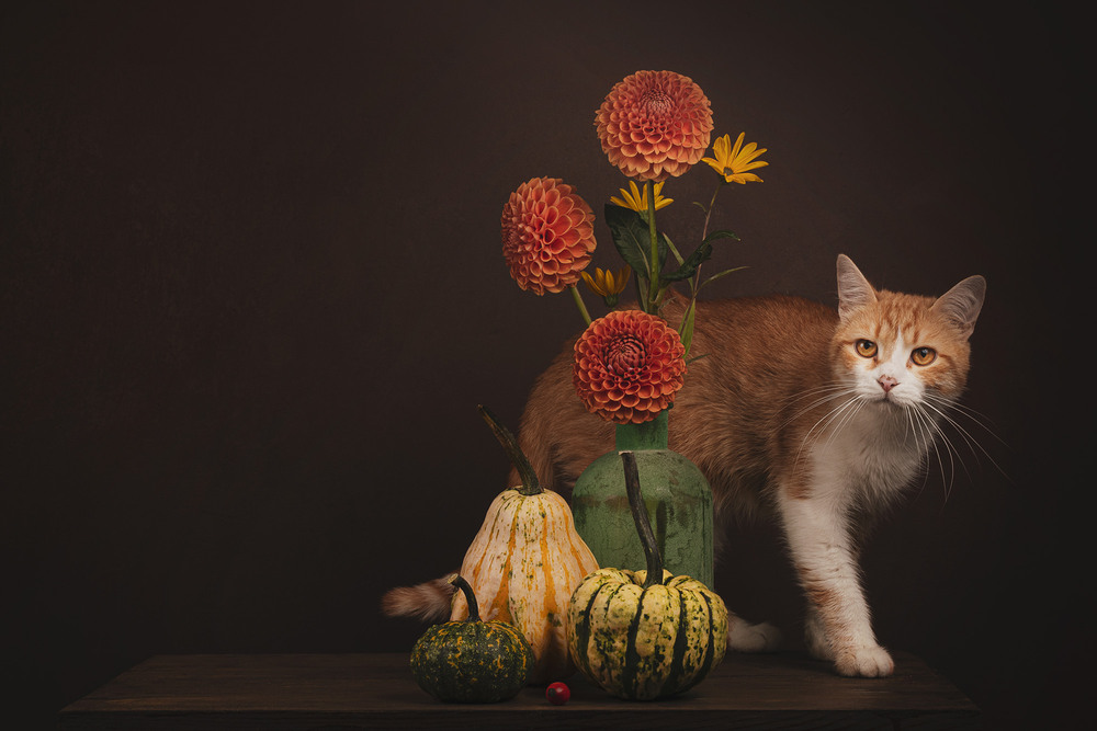 Фотографія Still Life with Cat and Pumpkins / Олександр Дорохов / photographers.ua