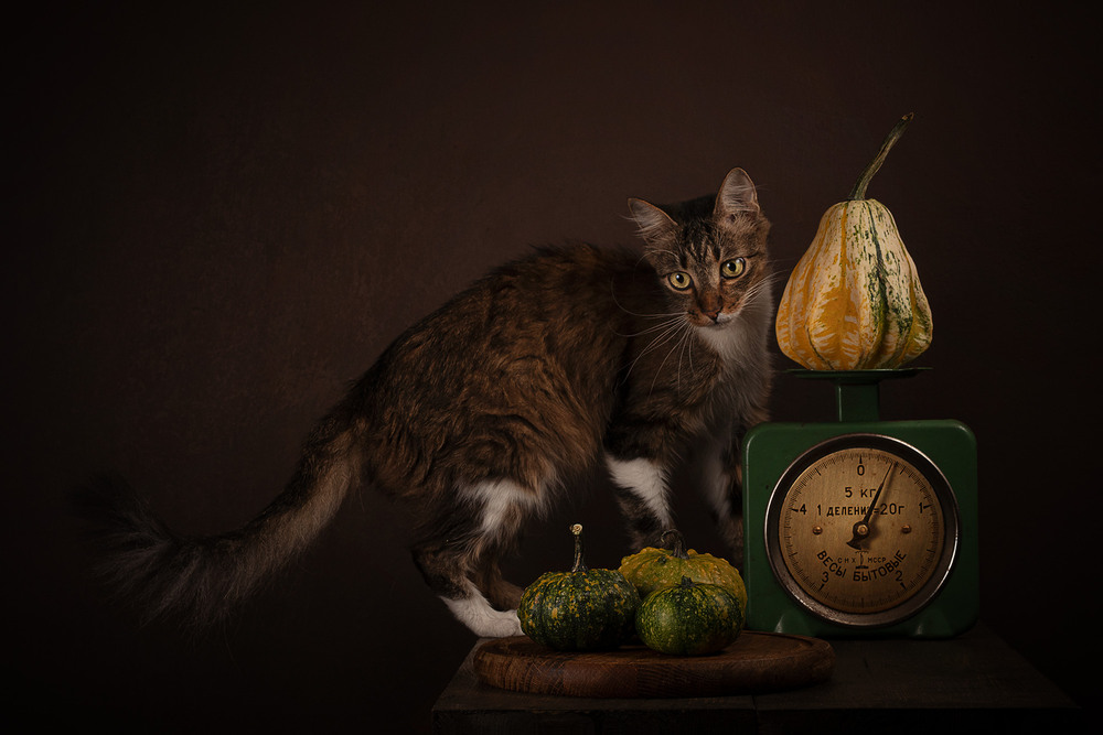 Фотографія Still Life with Pumpkins and Cat / Олександр Дорохов / photographers.ua