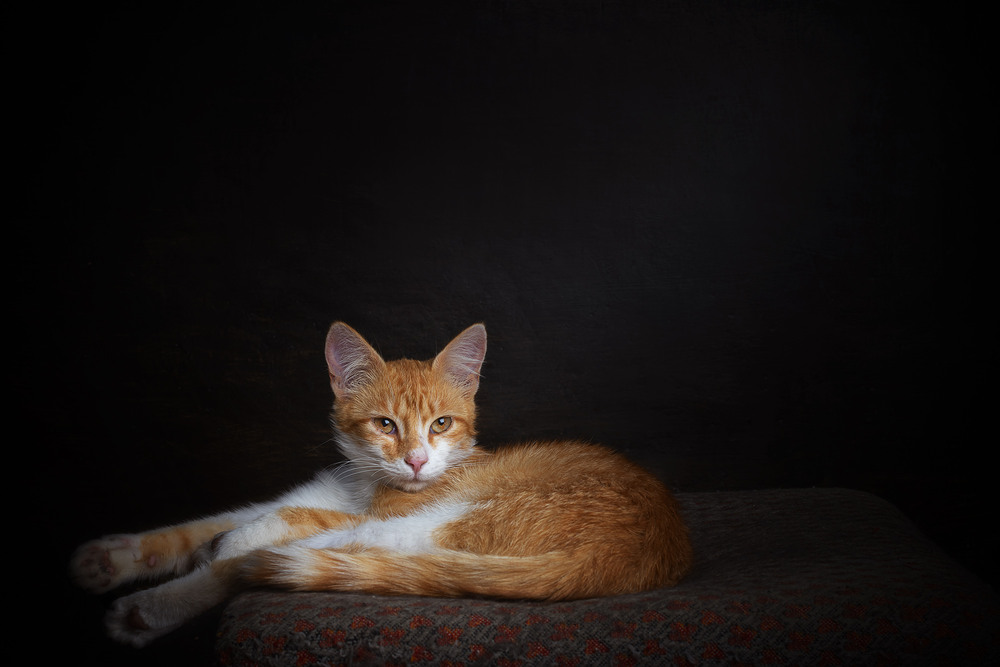 Фотографія The Art of Relaxation: A Cat’s Peaceful Moment / Олександр Дорохов / photographers.ua