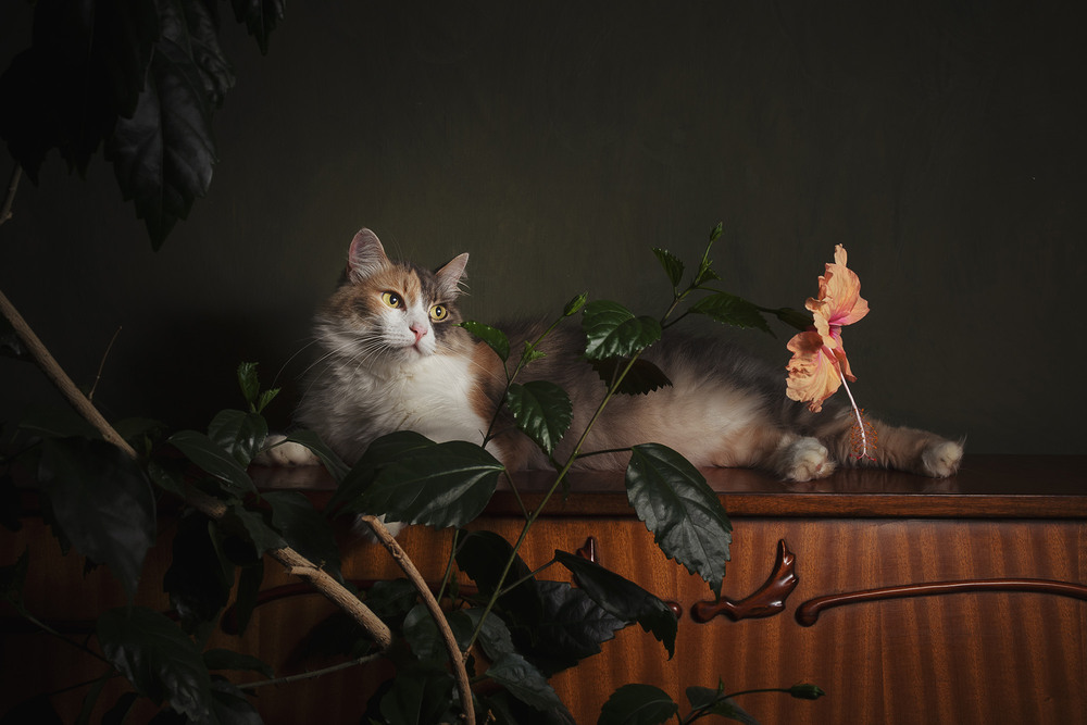 Фотографія Cat and hibiscus flower / Олександр Дорохов / photographers.ua