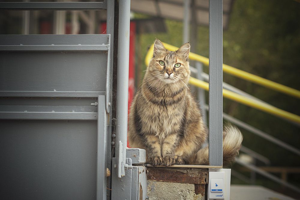 Фотографія Вулична кішка / Олександр Дорохов / photographers.ua