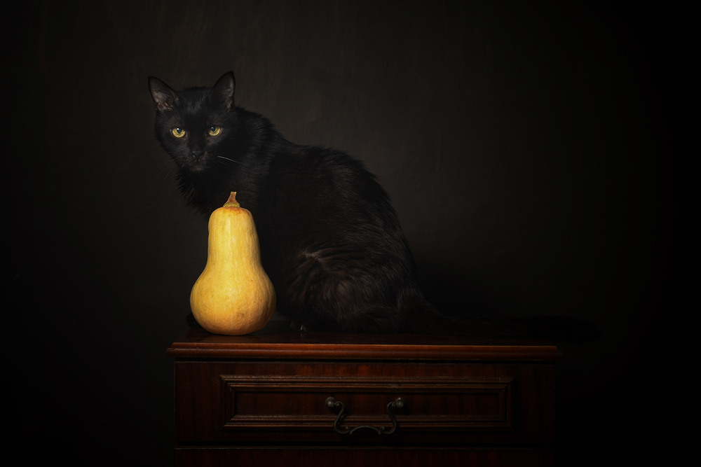 Фотографія A black cat and a pumpkin, a classic Halloween duo. / Олександр Дорохов / photographers.ua