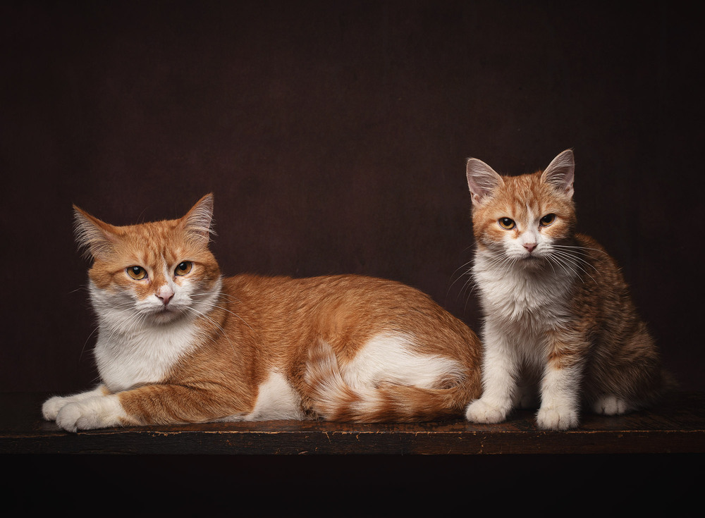 Фотографія Руденькі котики на темному тлі / Олександр Дорохов / photographers.ua