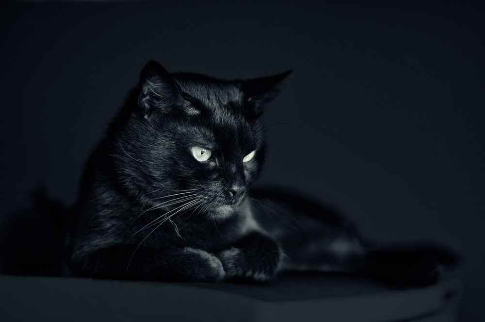 Черный кот фото картинки