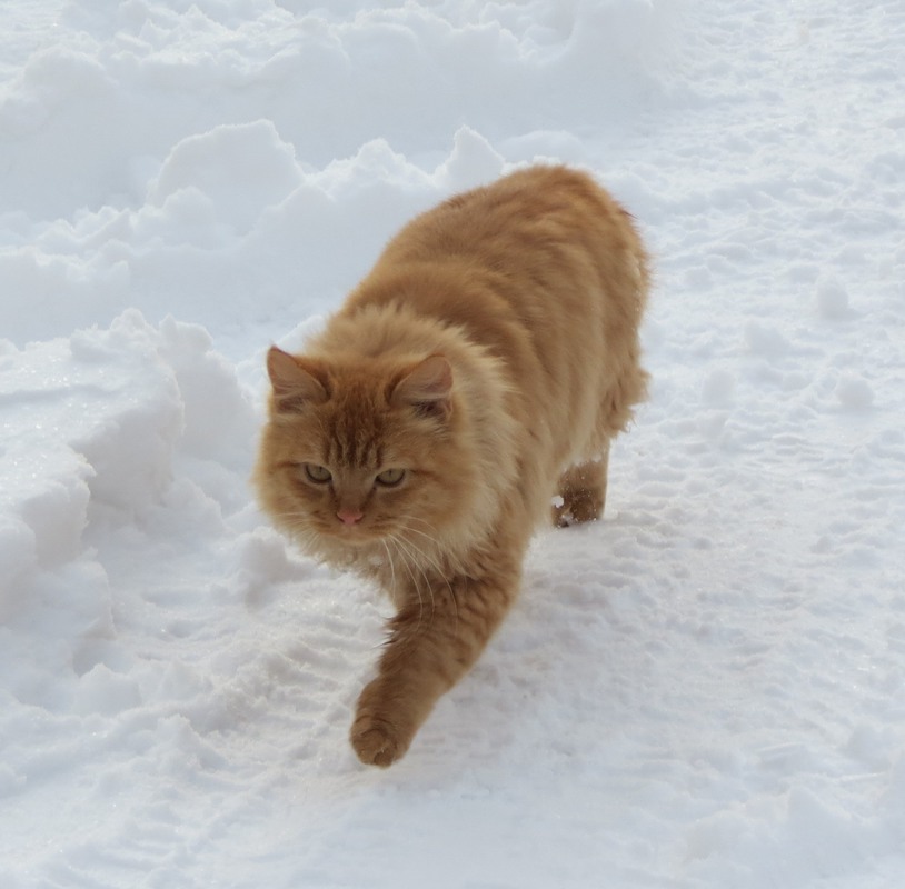 Фотографія рыжий Кот / Борислав Баварский / photographers.ua