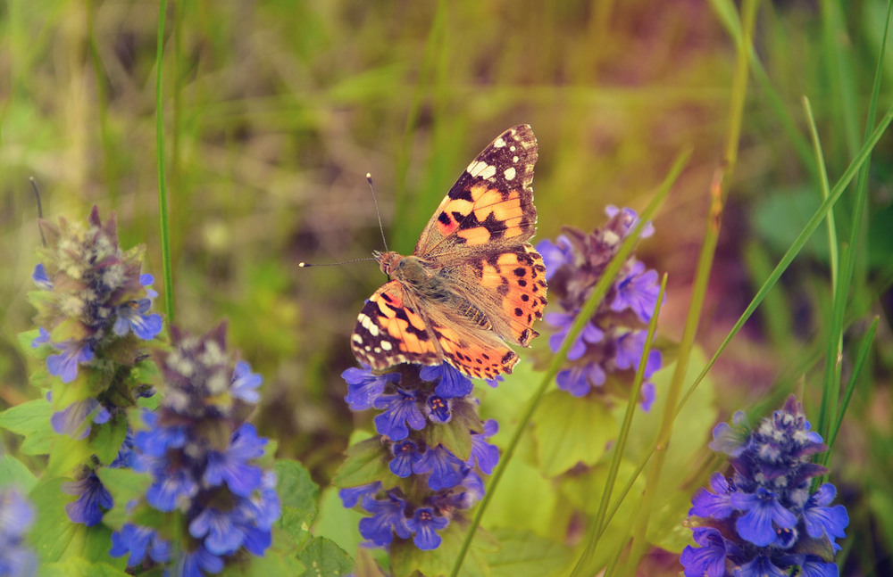 Фотографія Яскравий метелик! / Олена Іващенко / photographers.ua
