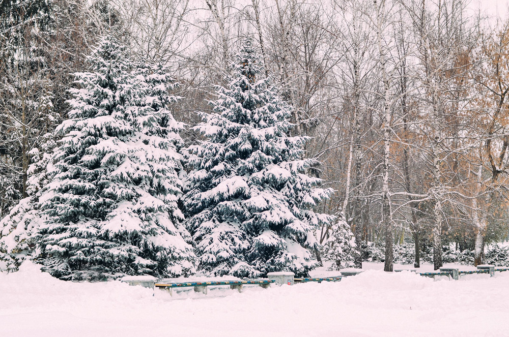 Фотографія Ялинки в сніжку / Олена Іващенко / photographers.ua