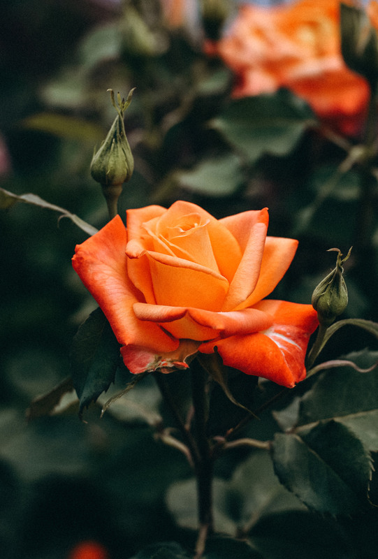 Фотографія Трояндочка! / Олена Іващенко / photographers.ua