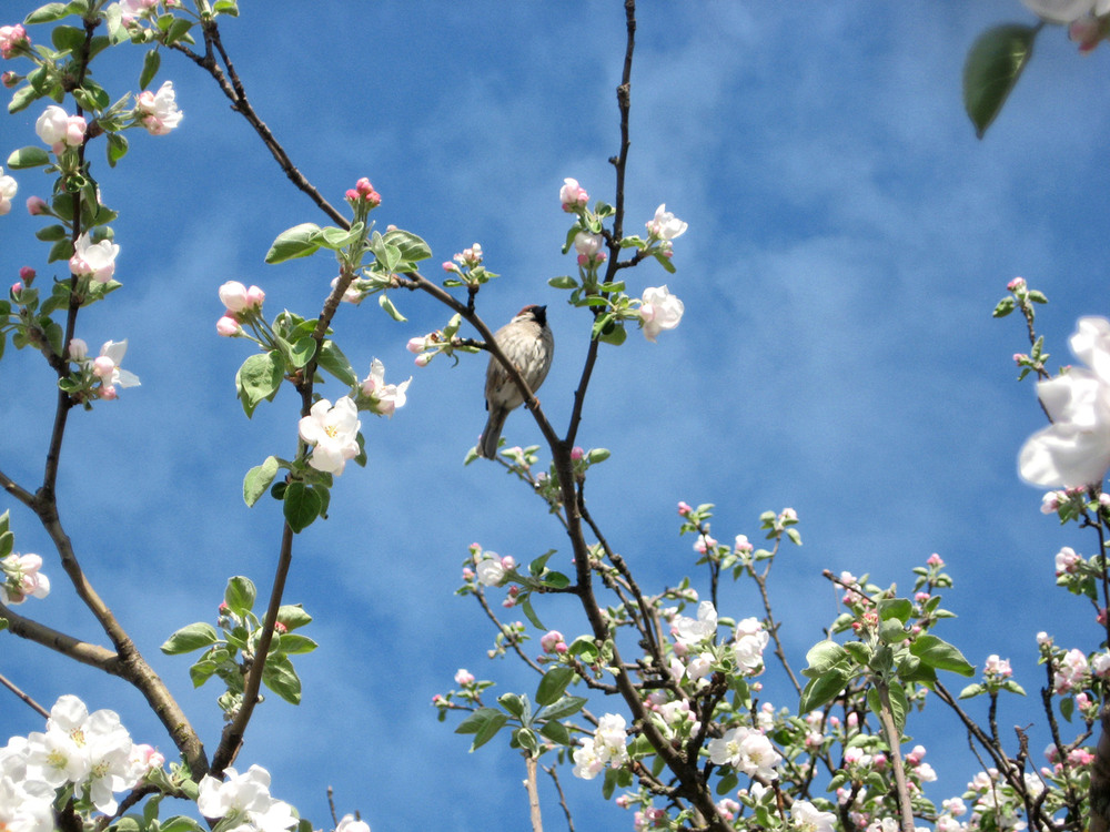 Фотографія Бо ж скоро весна! / Олена Іващенко / photographers.ua