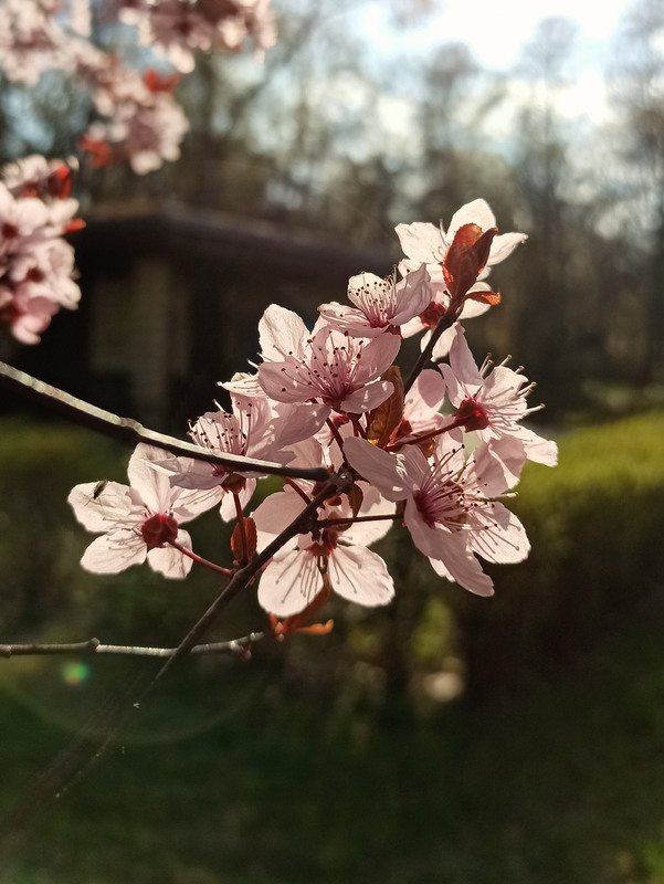 Фотографія Весна квітне! / Олена Іващенко / photographers.ua