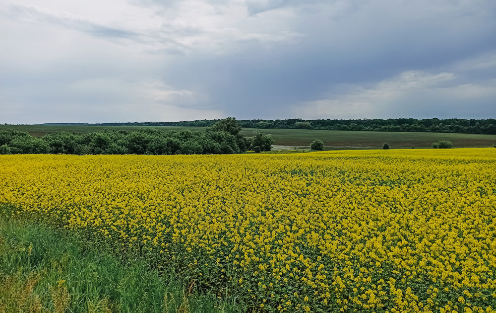 Фотографія Жовте поле / Олена Іващенко / photographers.ua