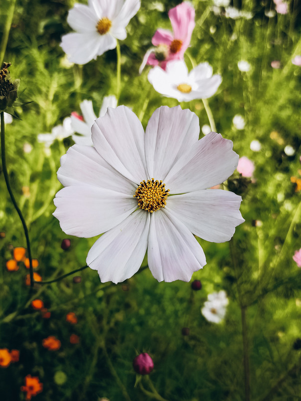 Фотографія Біла квітка! / Олена Іващенко / photographers.ua