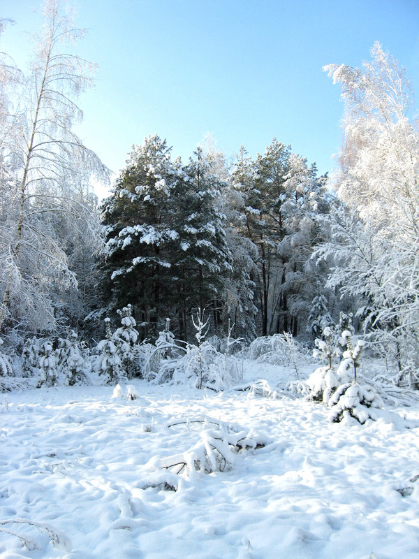 Фотографія Сніжна зима в лісі / Олена Іващенко / photographers.ua