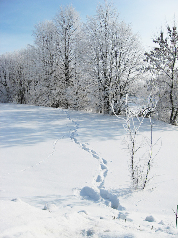 Фотографія Сліди на снігу / Олена Іващенко / photographers.ua