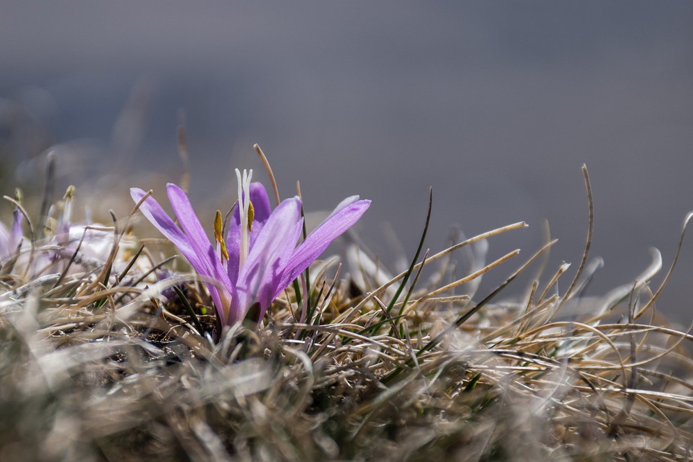 Фотографія Цветок крокуса на фоне Эльбруса :) / imv / photographers.ua
