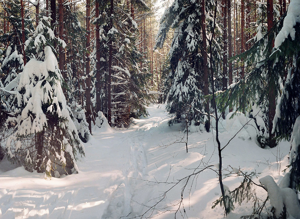 Фотографія Хвойный лес зимой / Рулевский Сергей Юрьевич / photographers.ua