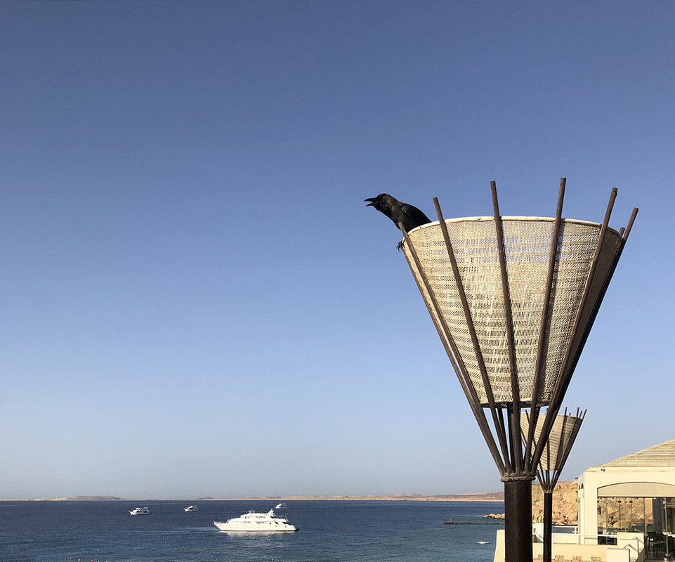 Фотографія Кар! Кар-рабль! / Рулевский Сергей Юрьевич / photographers.ua