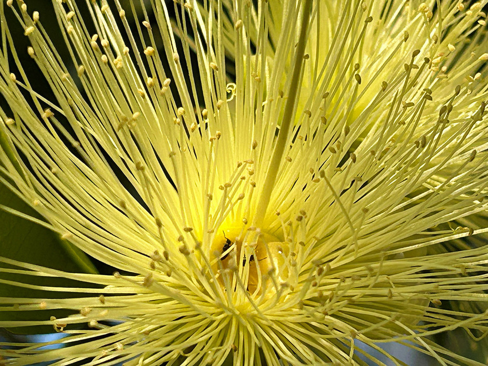 Фотографія Весняний настрій / Рулевский Сергей Юрьевич / photographers.ua