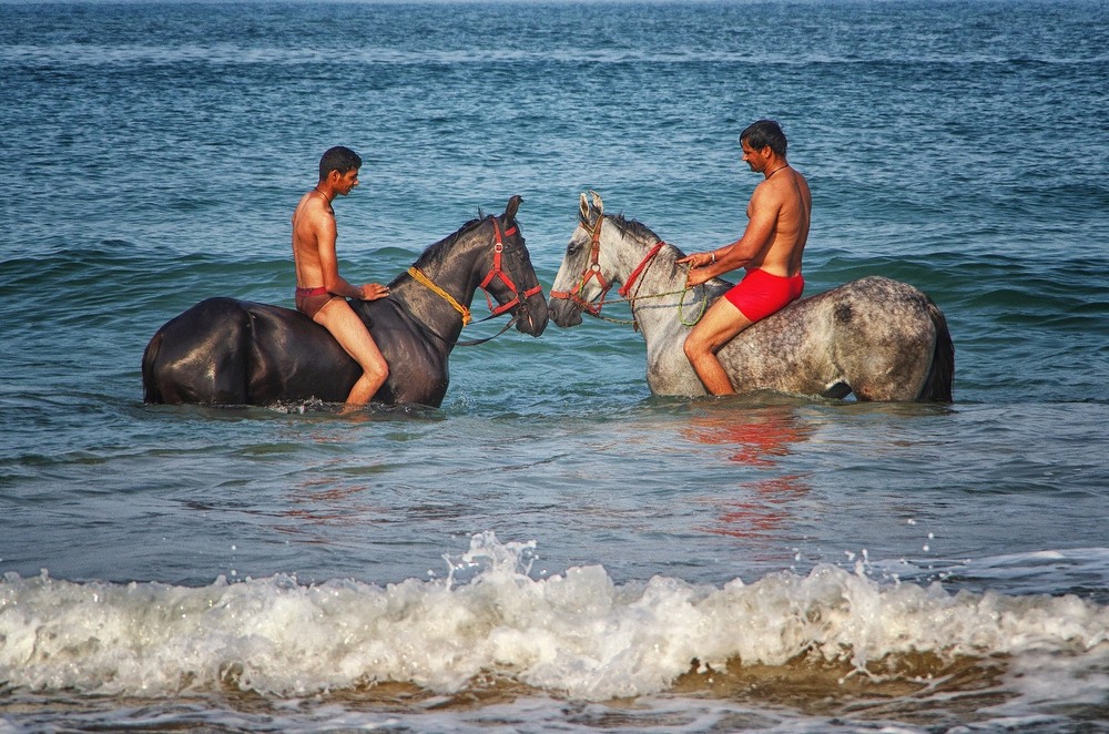 Фотографія Морські коні Індії / oleksa / photographers.ua