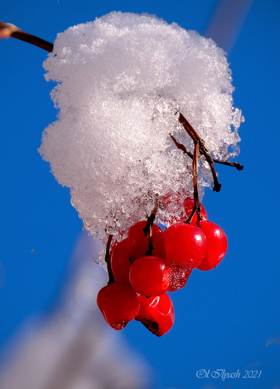 Фотографія Калина під снігом / Ильяшенко Олег / photographers.ua