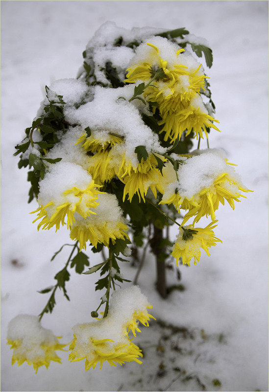 Фотографія Перший сніг...останні квіти / Ильяшенко Олег / photographers.ua