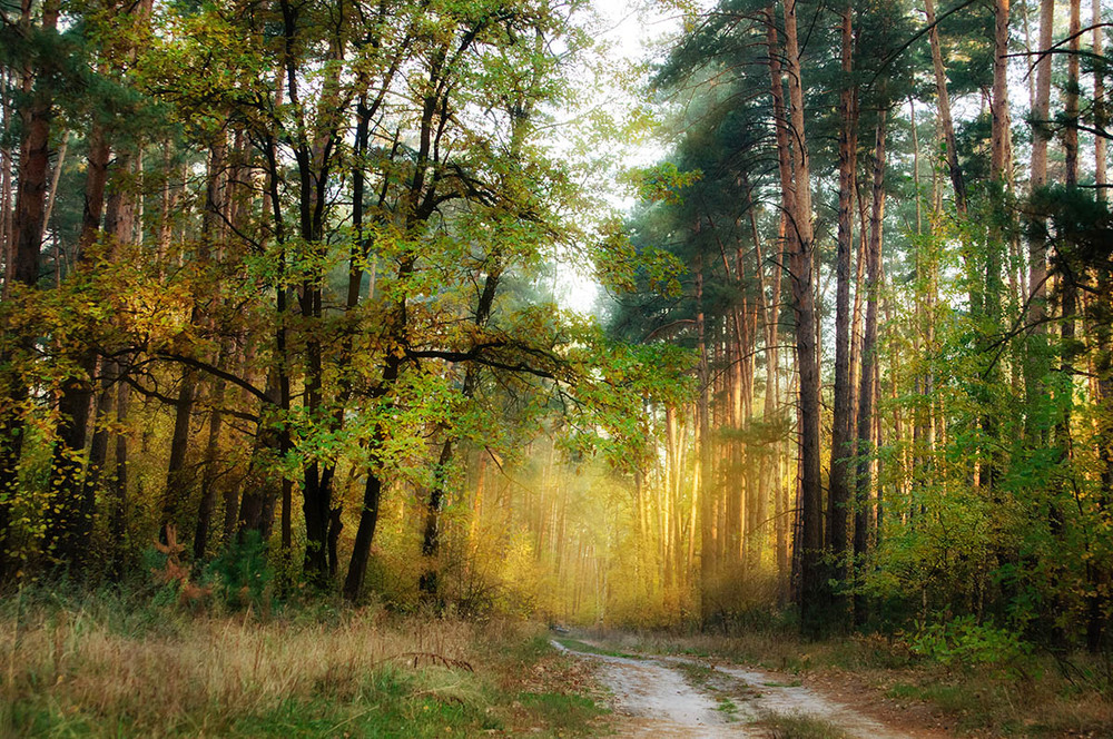 Фотографія Утро в лесу / Yuri Smyk / photographers.ua