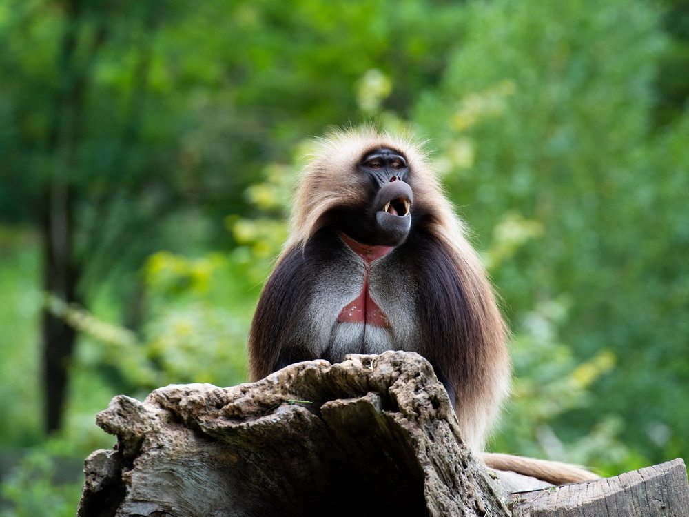Фотографія Животные / Mykola Lozovyi / photographers.ua