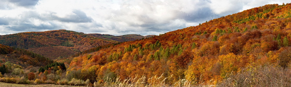 Фотографія Фарби осені / Mykola Lozovyi / photographers.ua