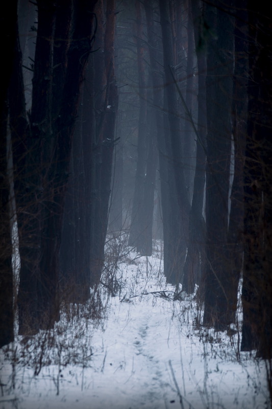 Фотографія Дремучий  лес / Александр Мягкий / photographers.ua