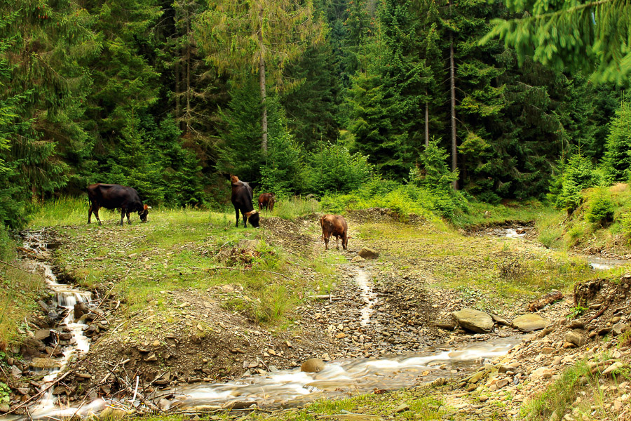 Фотографія Пейзаж / Максим Колесник / photographers.ua