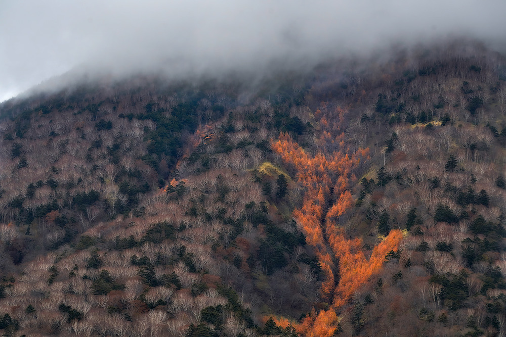 Фотографія Лесной пожар... / Boris Bekelman / photographers.ua