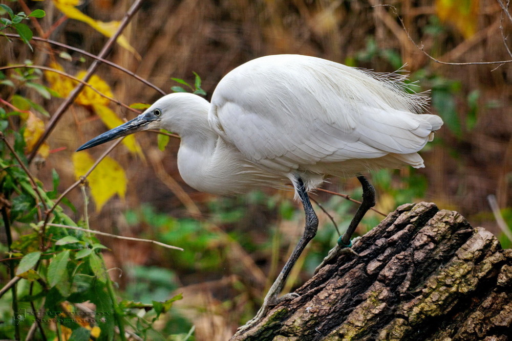 Фотографія *** / Юрий Трибой / photographers.ua