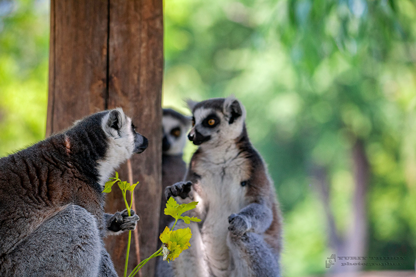 Фотографія почти по Шекспиру / Юрий Трибой / photographers.ua