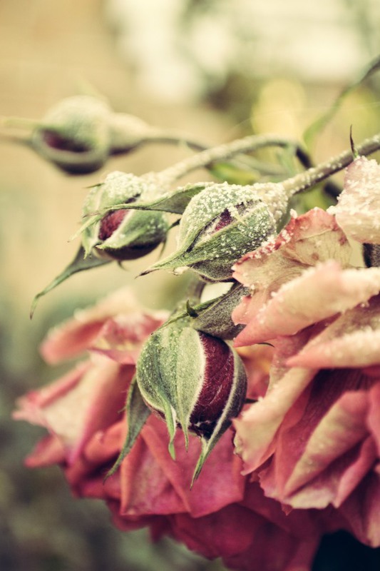 Фотографія дыхание зимы / Алеся Пономарёва / photographers.ua