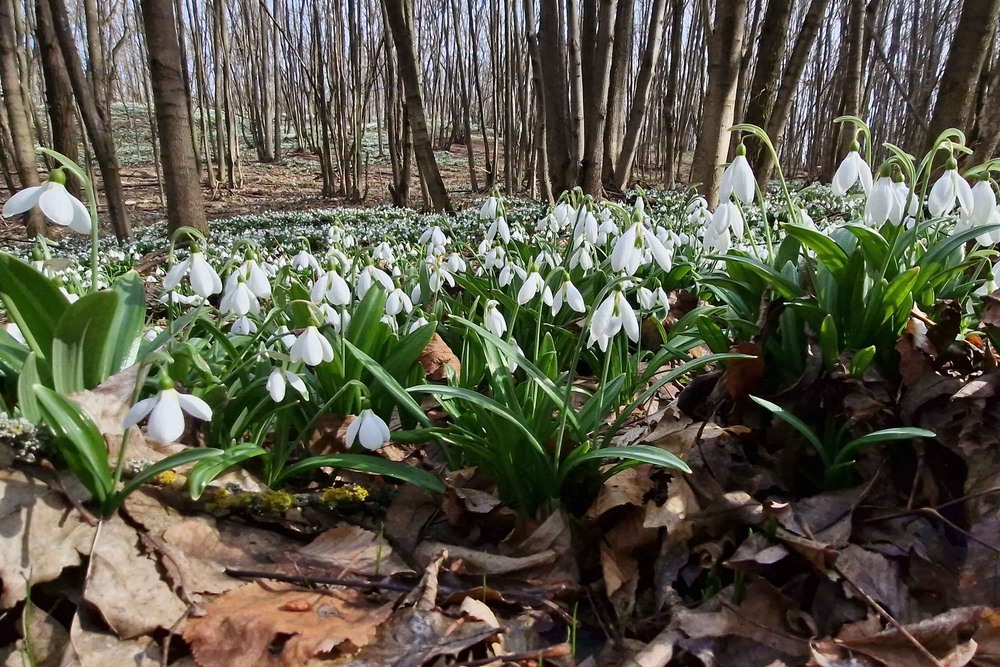 Фотографія Океан первоцвітів. / Вікторія Царенко / photographers.ua