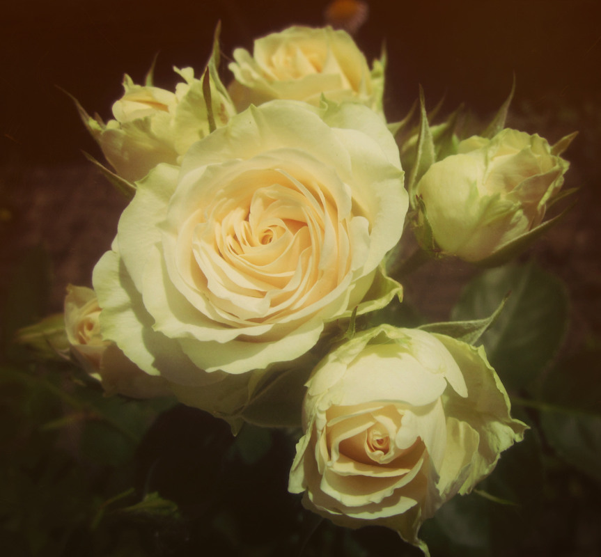 Фотографія Ніжні троянди.. / Вікторія Царенко / photographers.ua