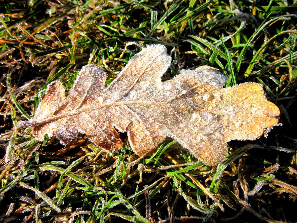 Фотографія Зимова осінь.. / Вікторія Царенко / photographers.ua