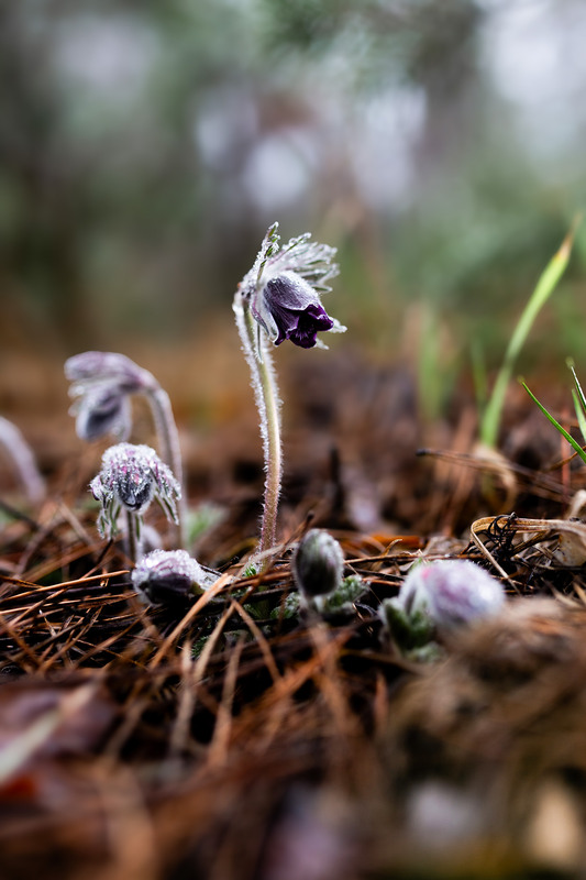 Фотографія Здивований сон / Вікторія Царенко / photographers.ua