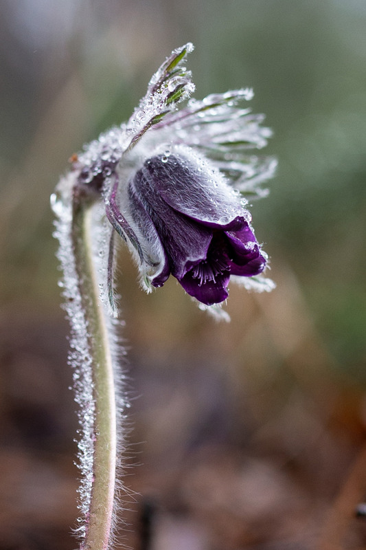 Фотографія Дощові волохастики / Вікторія Царенко / photographers.ua
