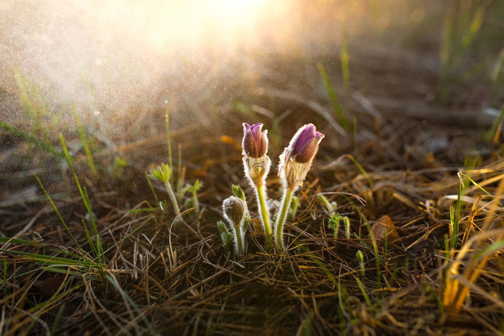 Фотографія Перед заходом сонця / Вікторія Царенко / photographers.ua